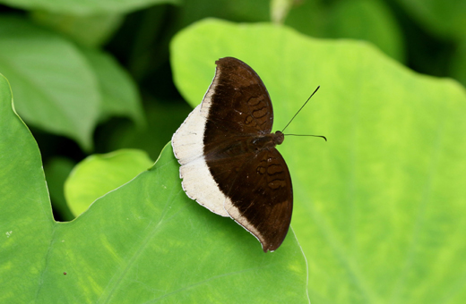 Butterfly park belvai